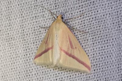<i>Rhodometra sacraria</i>