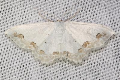 <i>Scopula ornata</i>