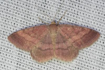 Scopula rubiginata