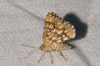 <i>Chiasmia clathrata</i>