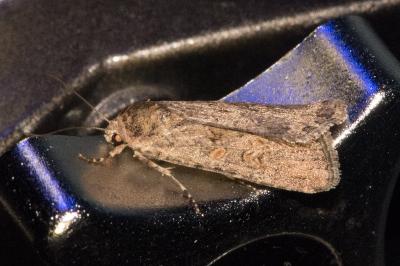 <i>Spodoptera exigua</i>
