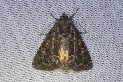 <i>Thalpophila matura</i>