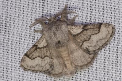 <i>Trichiura crataegi</i>