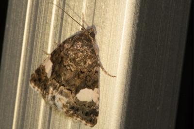 <i>Tyta luctuosa</i>