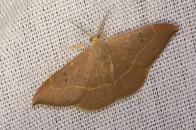<i>Watsonalla binaria</i>
