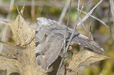 <i>Aplocera efformata/plagiata</i>