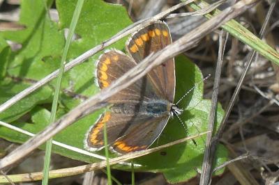 <i>Aricia agestis</i>