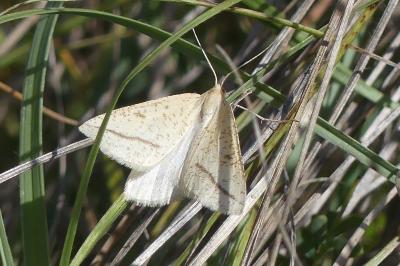 <i>Aspitates gilvaria</i>