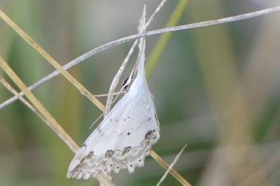 <i>Scopula ornata</i>