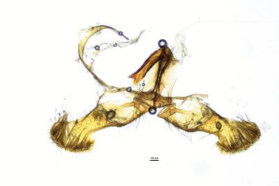 <i>Dichrorampha acuminatana</i>