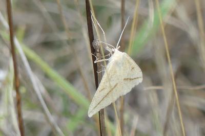 <i>Aspitates gilvaria</i>