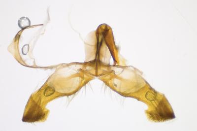 <i>Dichrorampha acuminatana</i>