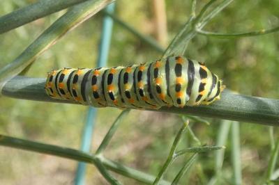 <i>Papilio machaon</i>
