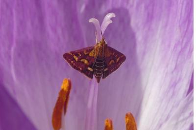 <i>Pyrausta purpuralis</i>