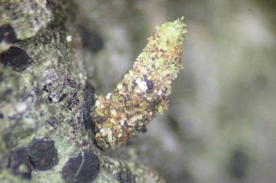 <i>Luffia lapidella</i>