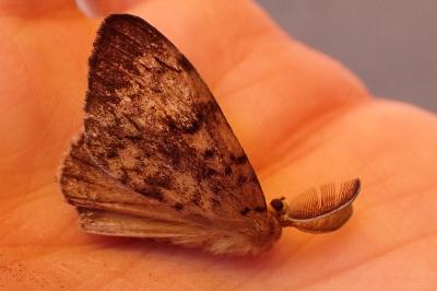 <i>Lymantria dispar</i>