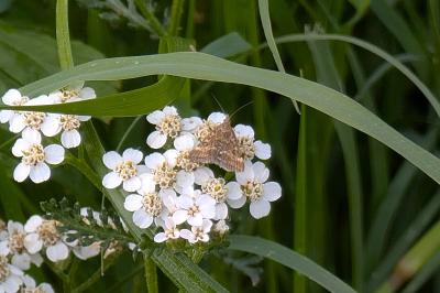<i>Pyrausta despicata</i>
