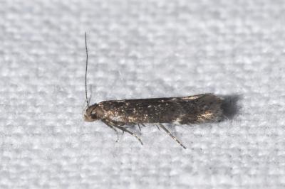 <i>Aproaerema anthyllidella</i>