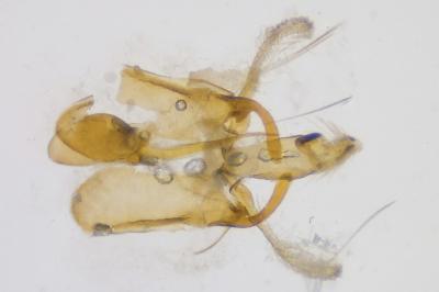 <i>Aproaerema anthyllidella</i>