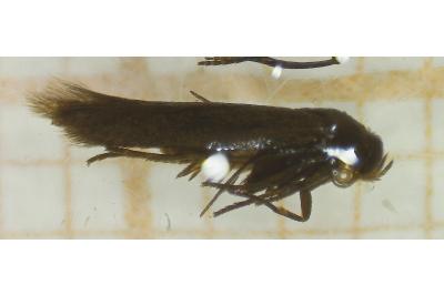 <i>Scythris terrenella</i>
