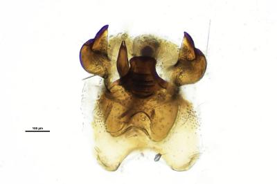 <i>Scythris terrenella</i>