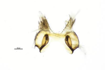 <i>Scythris terrenella</i>