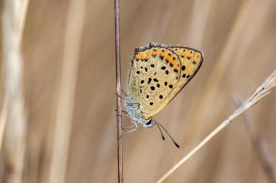 <i>Lycaena tityrus</i>