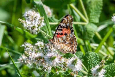 <i>Vanessa cardui</i>