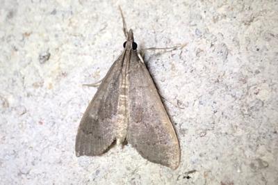 <i>Mecyna asinalis</i>
