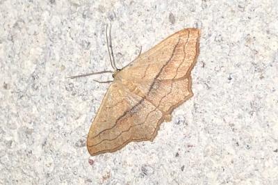 <i>Scopula imitaria</i>