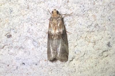 <i>Acrobasis tumidana</i>