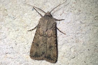 <i>Agrotis segetum</i>