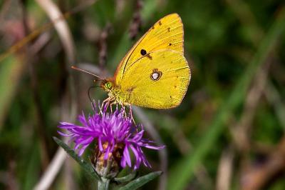 <i>Colias crocea</i>
