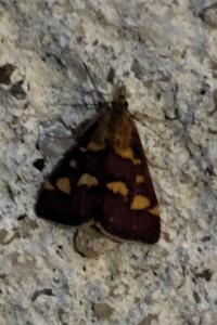 <i>Pyrausta purpuralis</i>