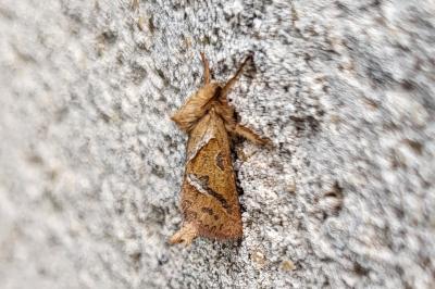 <i>Triodia sylvina</i>