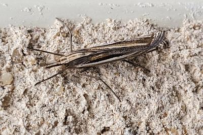 <i>Ancylolomia tentaculella</i>