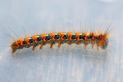 <i>Lasiocampa quercus</i>