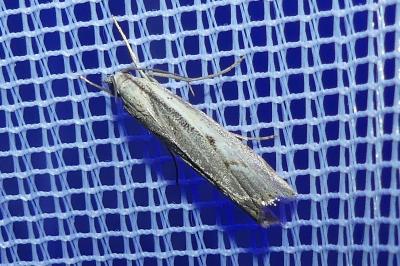<i>Agriphila geniculea</i>
