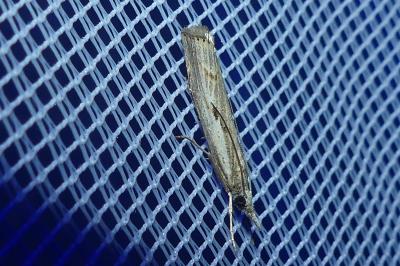 <i>Agriphila geniculea</i>