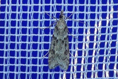 <i>Eudonia angustea</i>