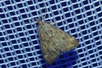 <i>Pyrausta despicata</i>