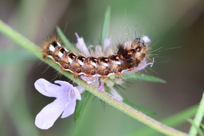<i>Acronicta rumicis</i>
