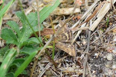 <i>Pyrausta despicata</i>
