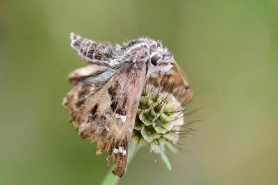<i>Carcharodus alceae</i>