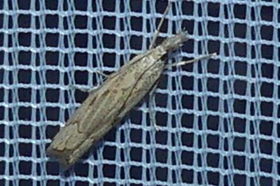 <i>Agriphila geniculea</i>