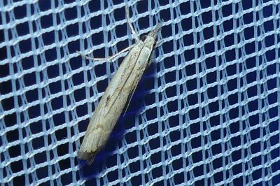 <i>Agriphila geniculea</i>