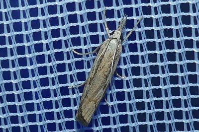 <i>Agriphila geniculea</i>