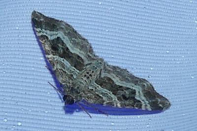 <i>Epirrhoe alternata</i>