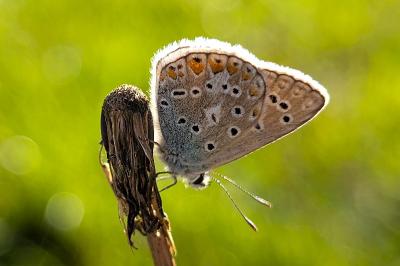 <i>Polyommatus icarus</i>