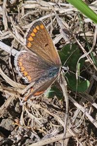 <i>Aricia agestis</i>